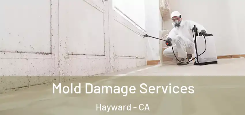  Mold Damage Services Hayward - CA