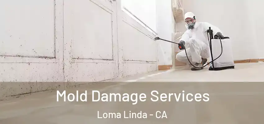  Mold Damage Services Loma Linda - CA