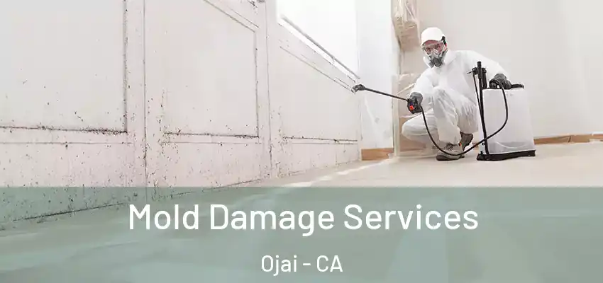  Mold Damage Services Ojai - CA