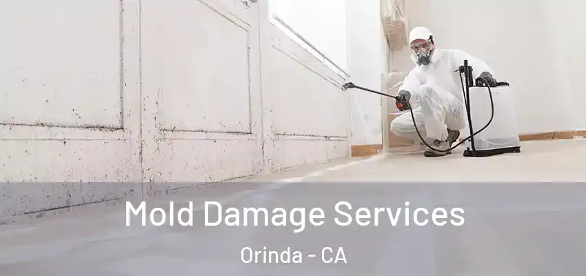  Mold Damage Services Orinda - CA