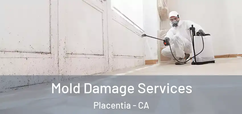  Mold Damage Services Placentia - CA