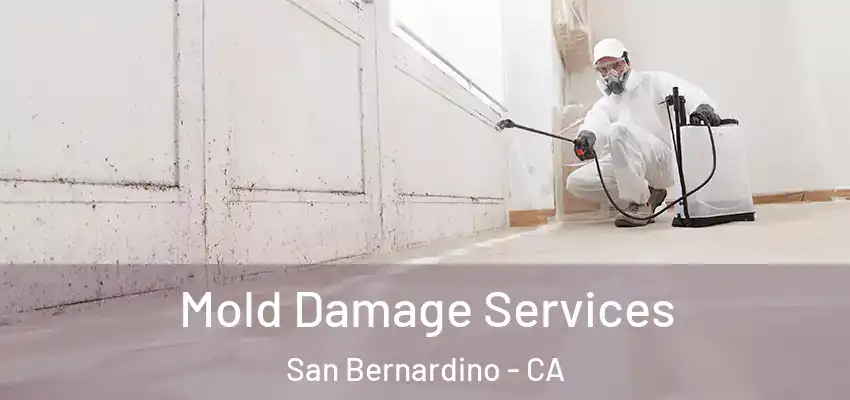  Mold Damage Services San Bernardino - CA