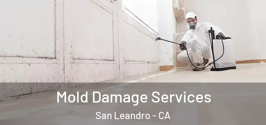  Mold Damage Services San Leandro - CA