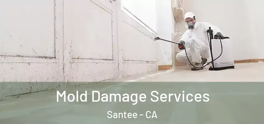  Mold Damage Services Santee - CA