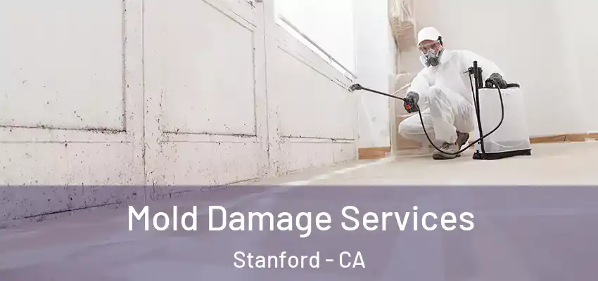  Mold Damage Services Stanford - CA