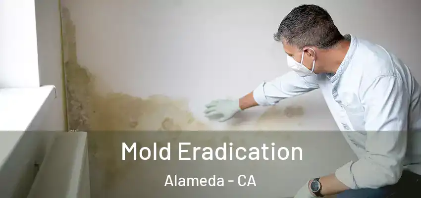  Mold Eradication Alameda - CA