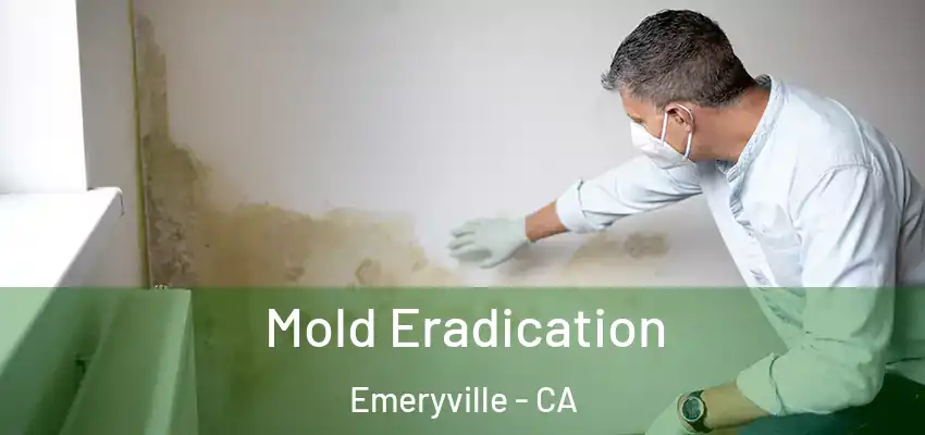  Mold Eradication Emeryville - CA