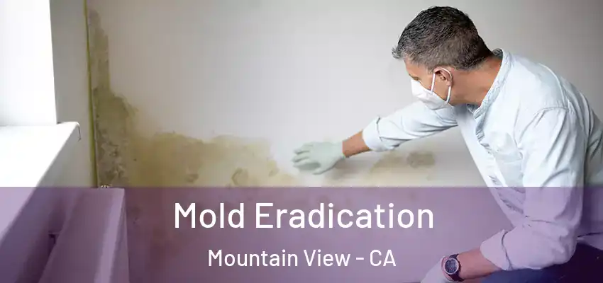  Mold Eradication Mountain View - CA