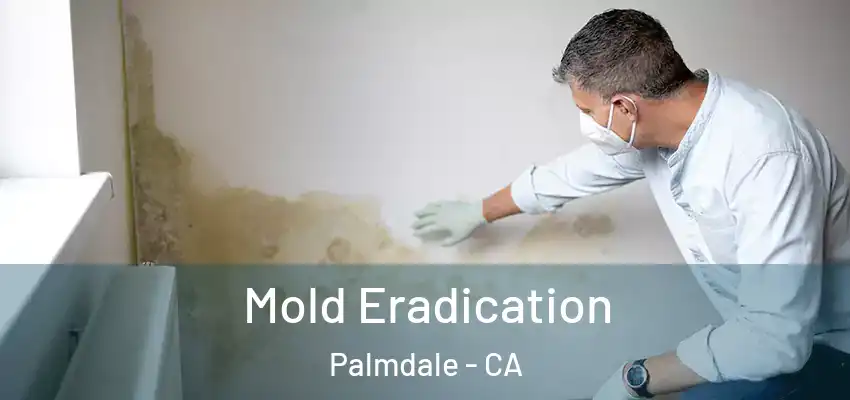  Mold Eradication Palmdale - CA
