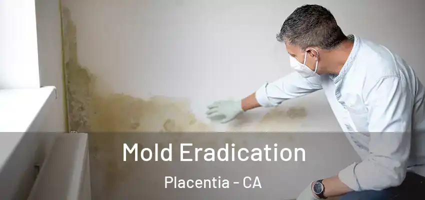  Mold Eradication Placentia - CA