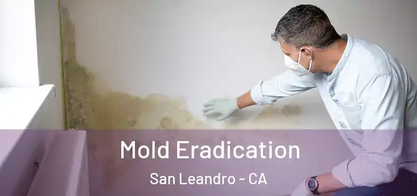  Mold Eradication San Leandro - CA