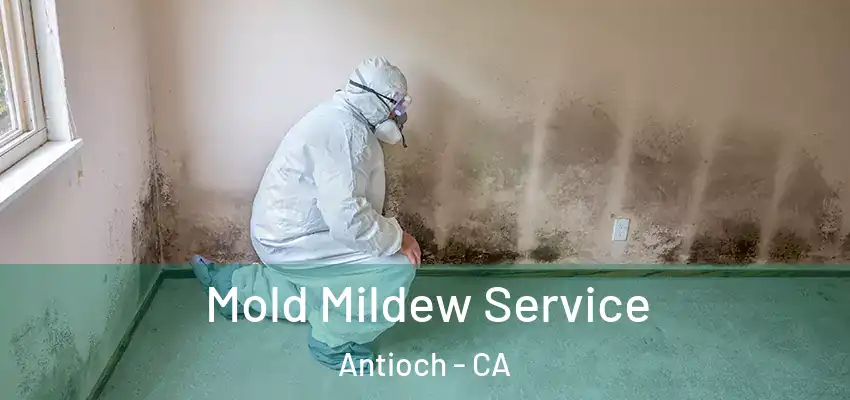  Mold Mildew Service Antioch - CA