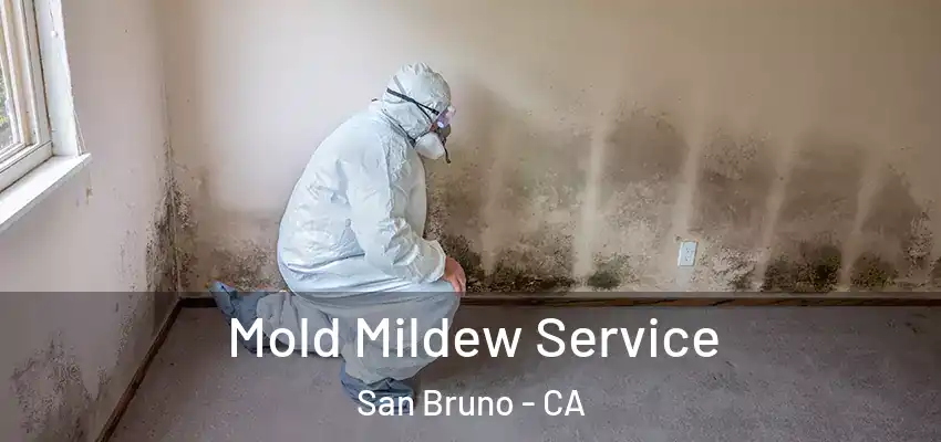  Mold Mildew Service San Bruno - CA