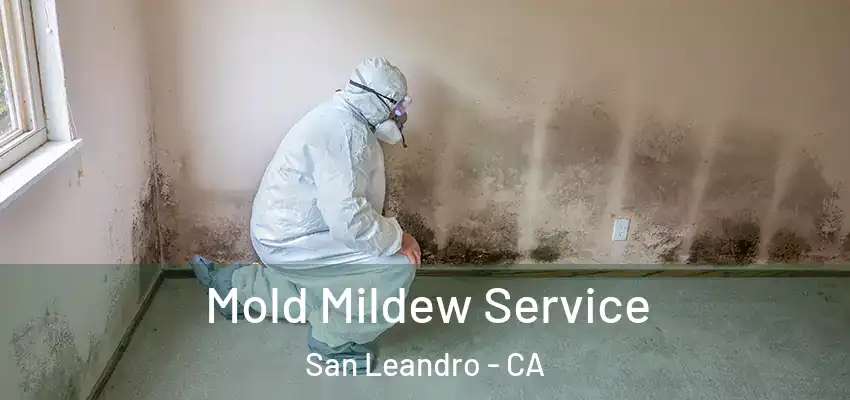  Mold Mildew Service San Leandro - CA