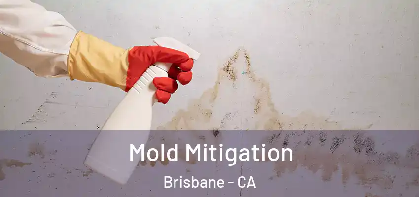  Mold Mitigation Brisbane - CA