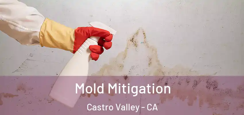  Mold Mitigation Castro Valley - CA
