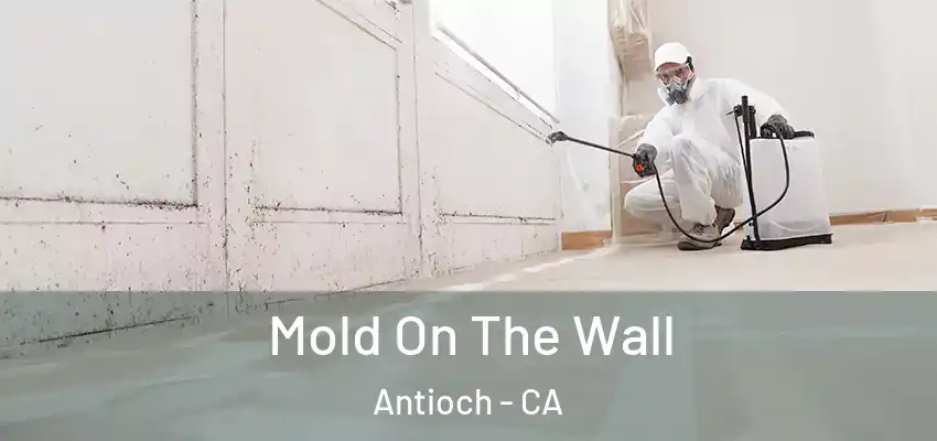  Mold On The Wall Antioch - CA