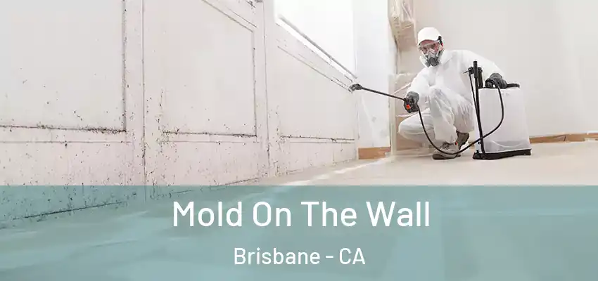  Mold On The Wall Brisbane - CA