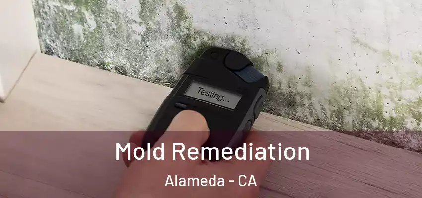  Mold Remediation Alameda - CA