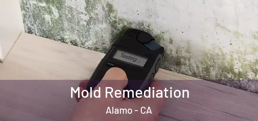  Mold Remediation Alamo - CA