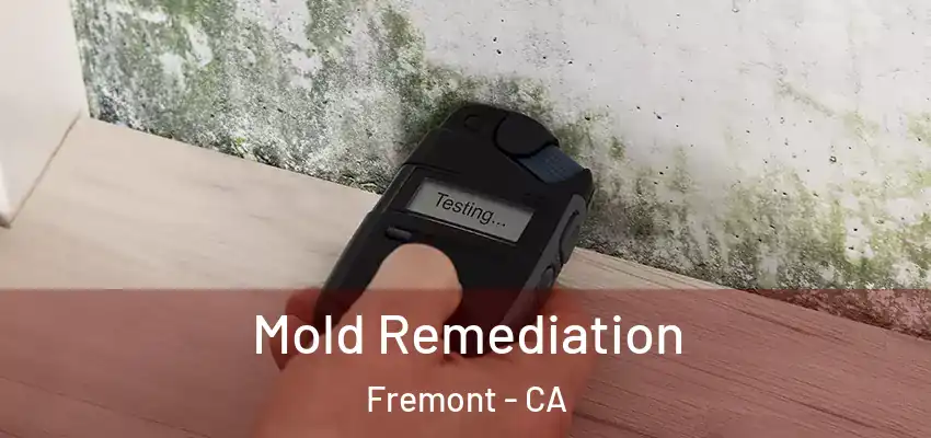  Mold Remediation Fremont - CA