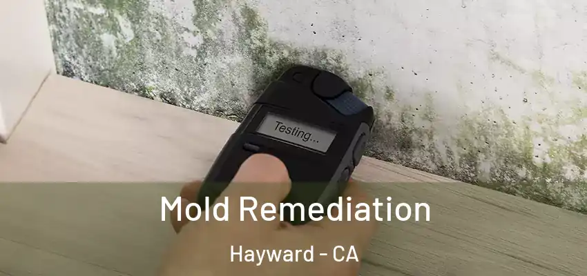  Mold Remediation Hayward - CA