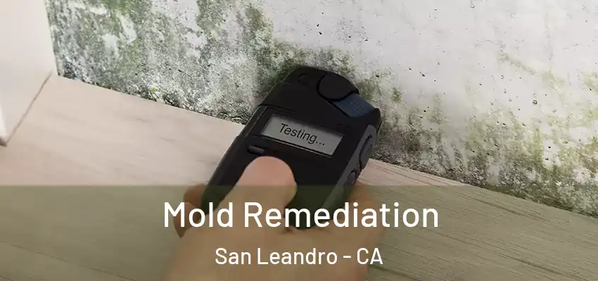  Mold Remediation San Leandro - CA