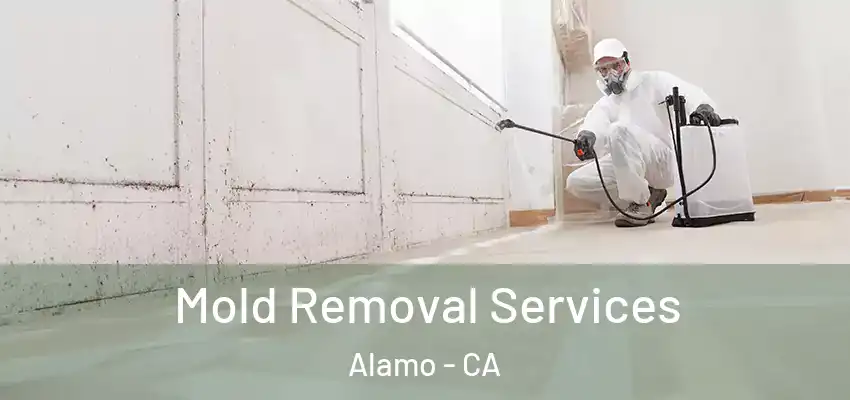  Mold Removal Services Alamo - CA