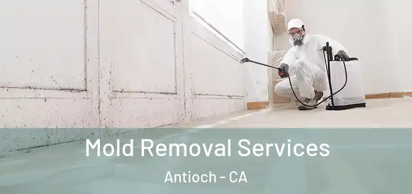 Mold Removal Services Antioch - CA