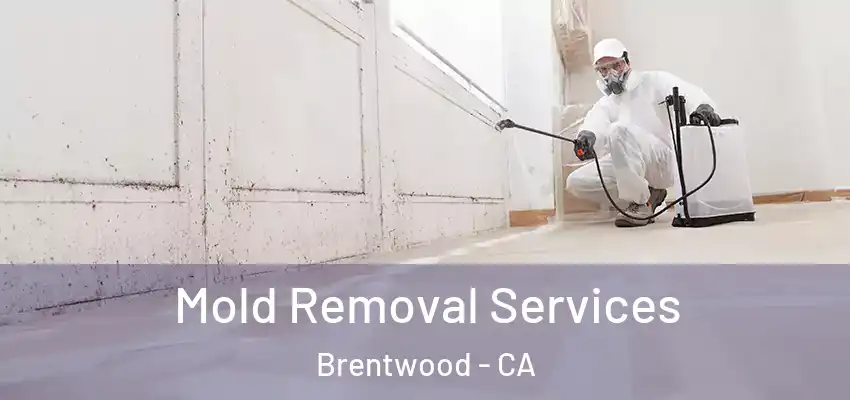  Mold Removal Services Brentwood - CA