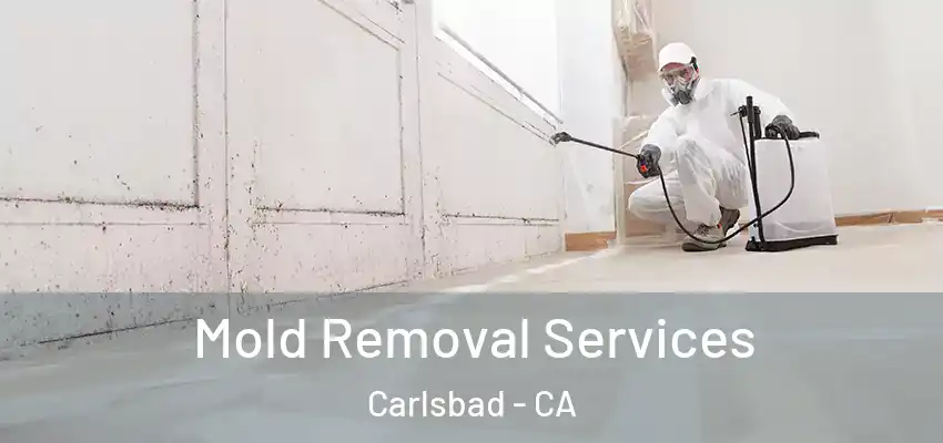  Mold Removal Services Carlsbad - CA
