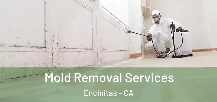  Mold Removal Services Encinitas - CA