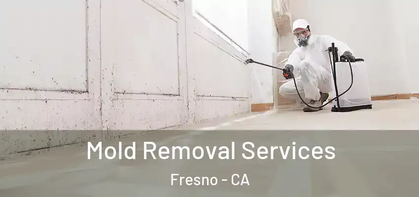  Mold Removal Services Fresno - CA