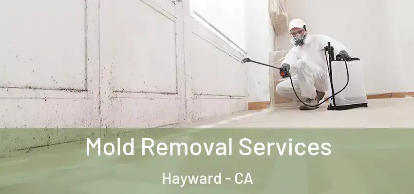  Mold Removal Services Hayward - CA