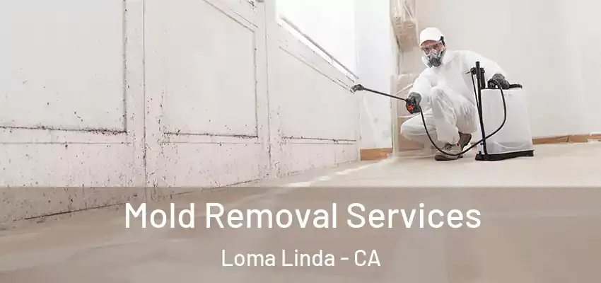  Mold Removal Services Loma Linda - CA
