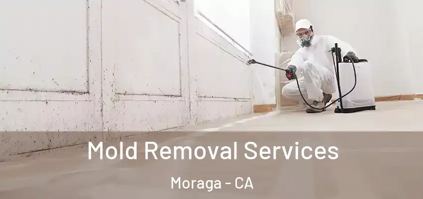  Mold Removal Services Moraga - CA