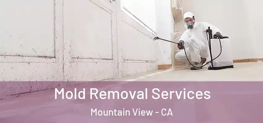  Mold Removal Services Mountain View - CA