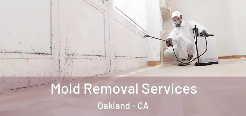  Mold Removal Services Oakland - CA