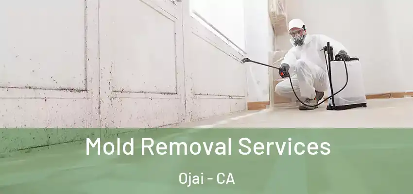  Mold Removal Services Ojai - CA