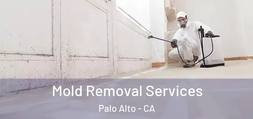  Mold Removal Services Palo Alto - CA