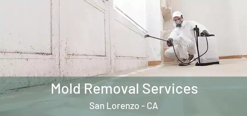  Mold Removal Services San Lorenzo - CA