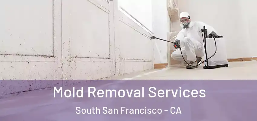  Mold Removal Services South San Francisco - CA