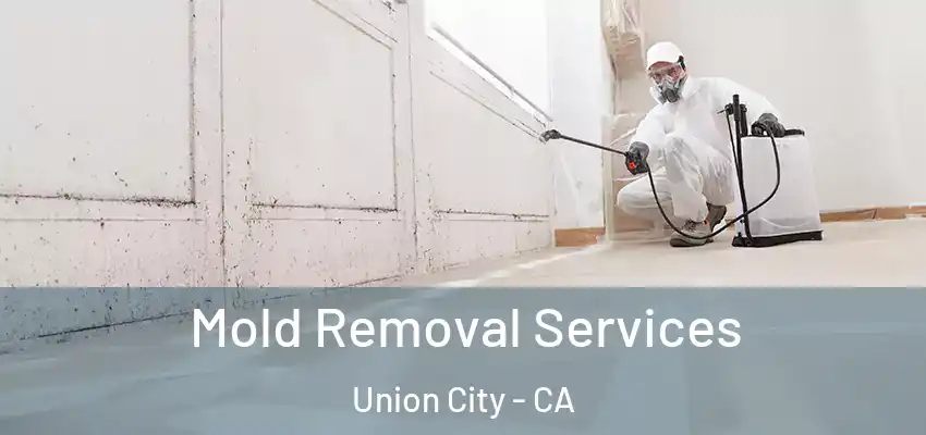  Mold Removal Services Union City - CA