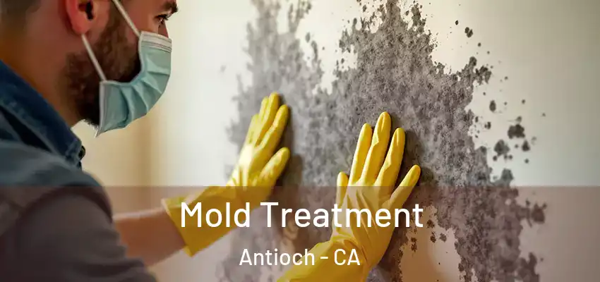  Mold Treatment Antioch - CA